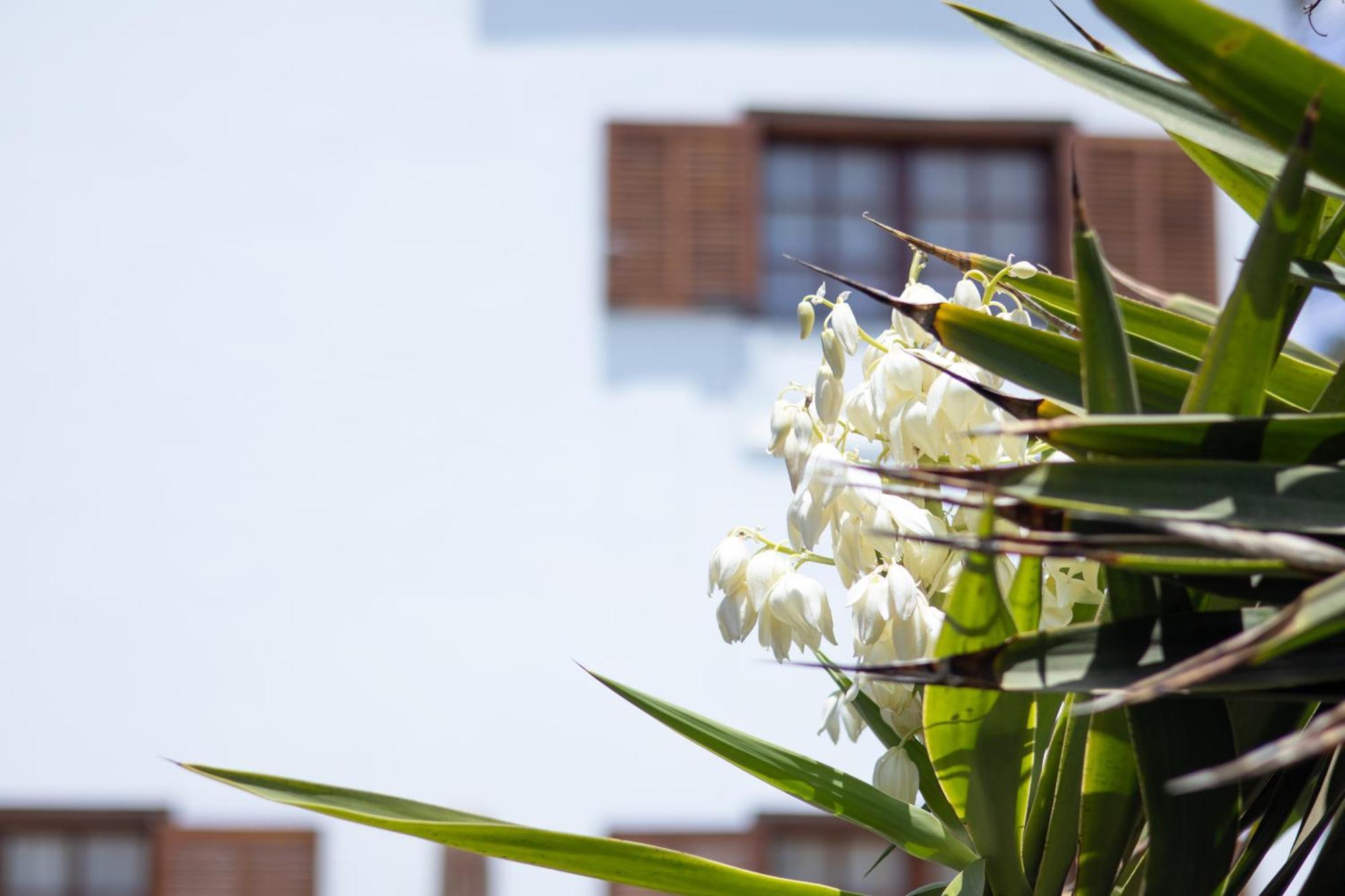 Villa Iseo Playa Blanca (Lanzarote) Exterior foto